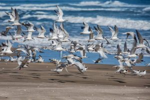 Tavares - Parque Nacional da lagoa do Peixe